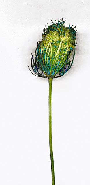 Queen Anne's Lace green blue colorful wild flower weed illustrative photograph, white wildflower I, 2002 by William Oldacre - faq page