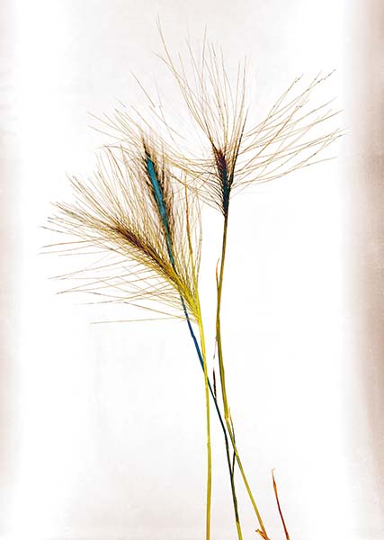 Majesty series, Wild Wheat Grass, golden, yellow, blue, colorful, wild flower, weed, illustrative photograph
