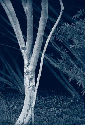 A Priori series, day, cyanotype, black and white photograph, art, creative, tree, bush